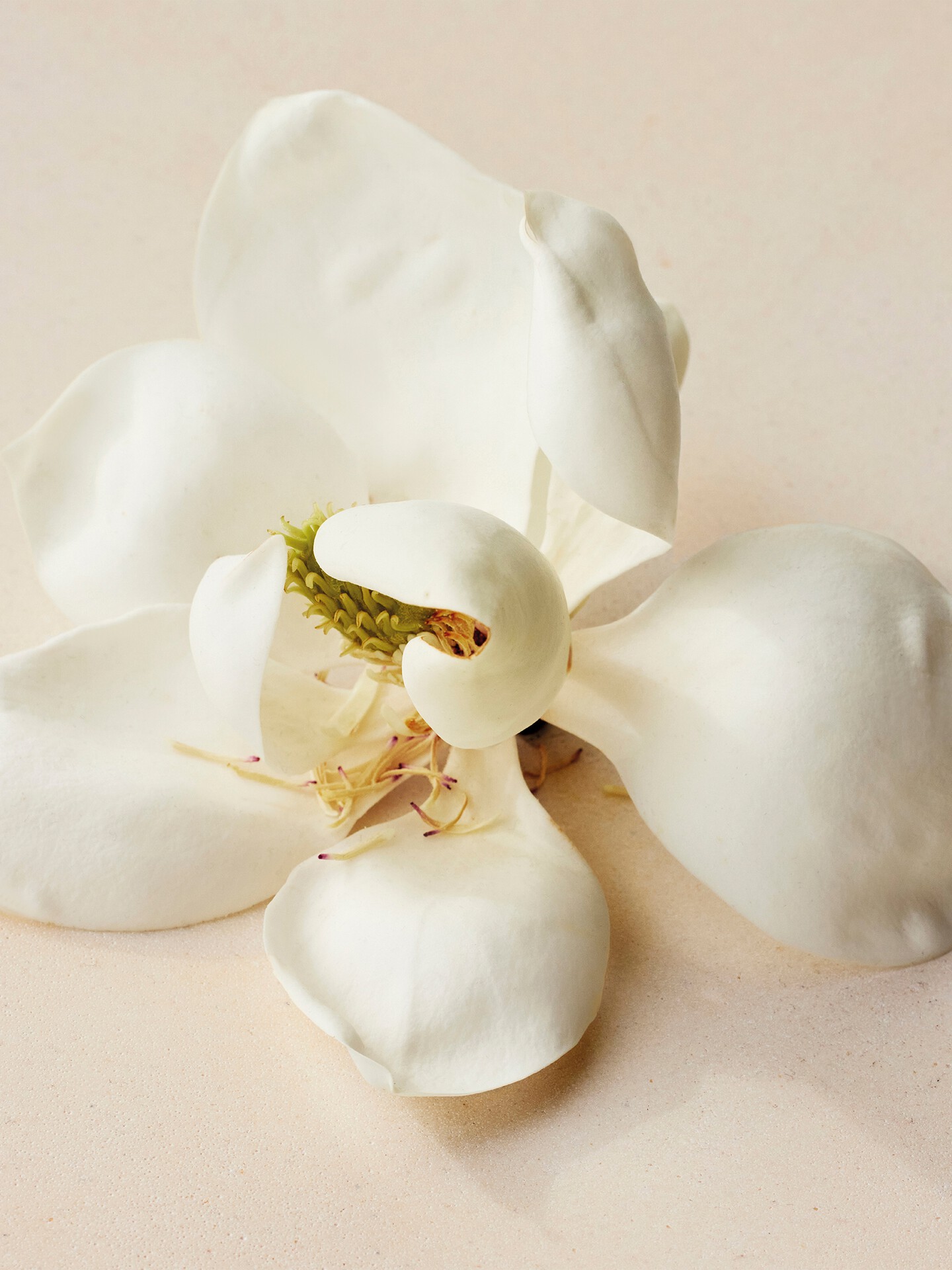 Atelier des Fleurs Magnolia Alba - 4