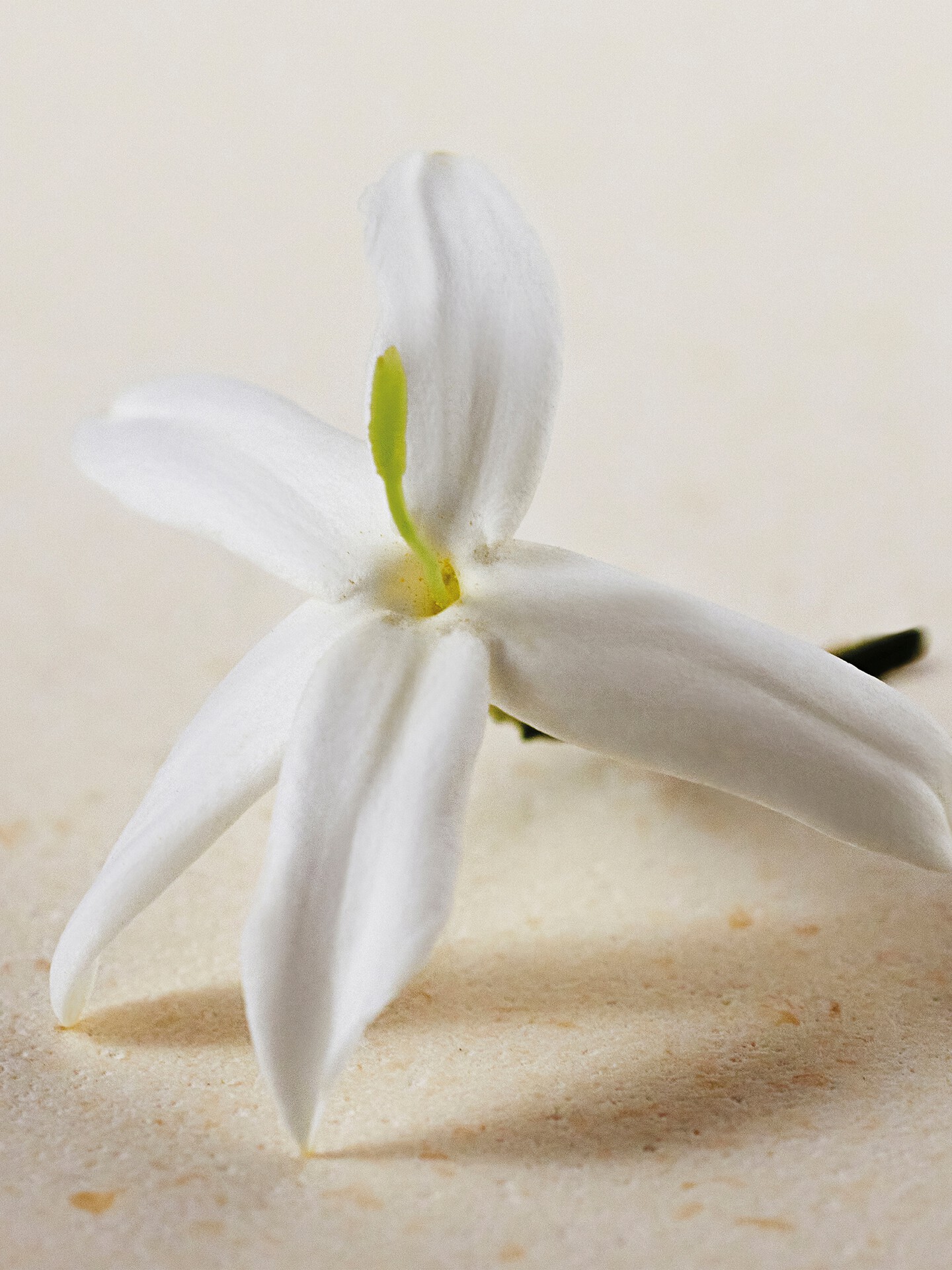 Atelier des Fleurs Jasminum Sambac Perfumed Shower Gel - 4