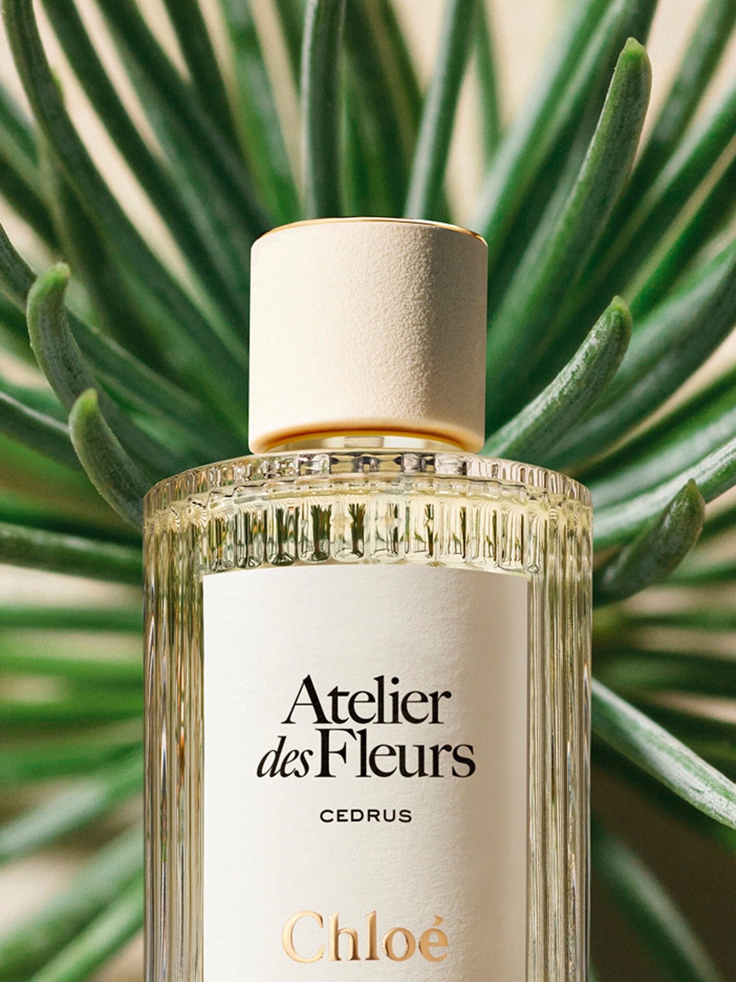 Atelier des Fleurs Cedrus Eau de Parfum - 6
