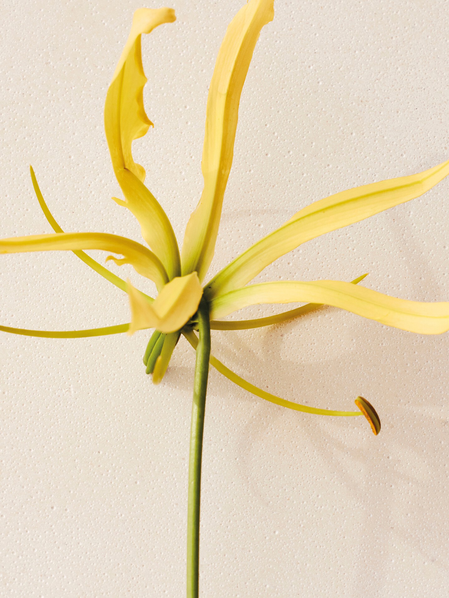 Atelier des Fleurs Ylang Cananga Eau de Parfum 150 ml - 4