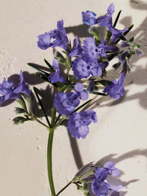 Atelier des Fleurs Hysope Perfumed Shower Gel