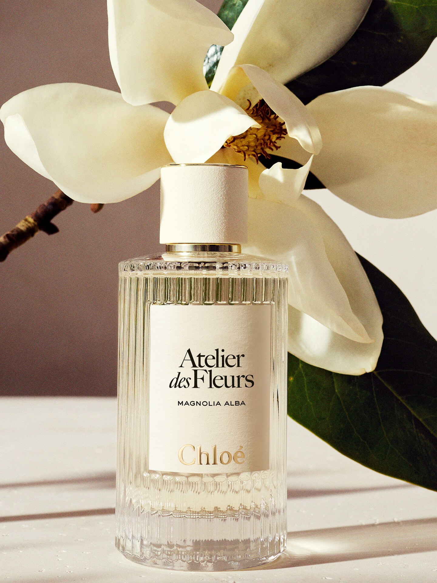 Atelier des Fleurs Magnolia Alba - 5