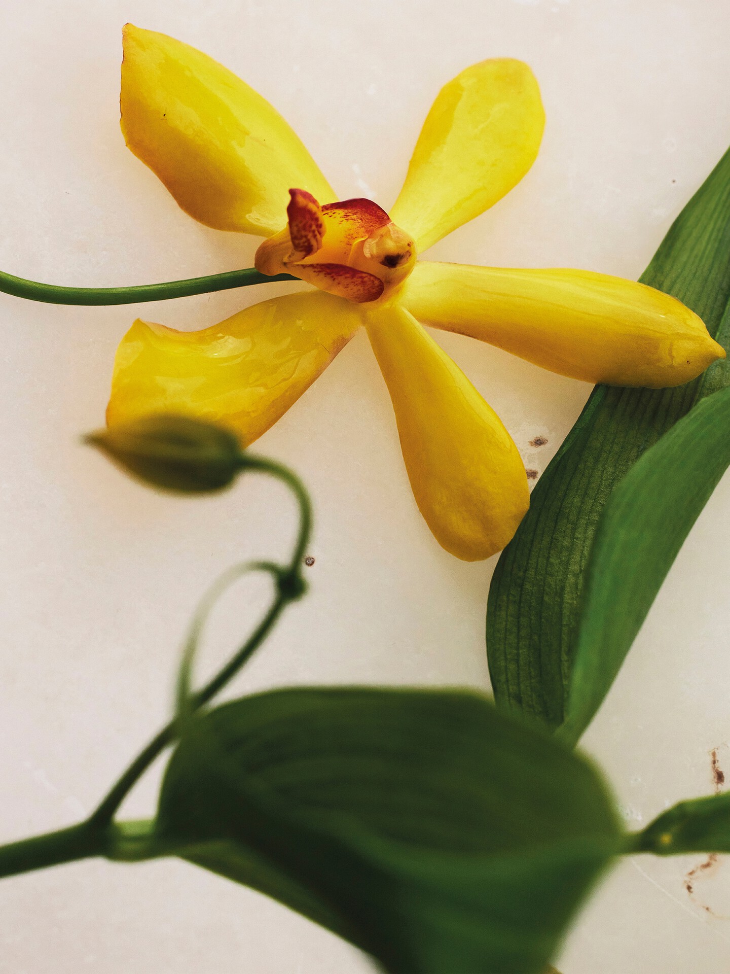 Atelier des Fleurs Vanilla Planifolia Eau de Parfum 50 ml - 4